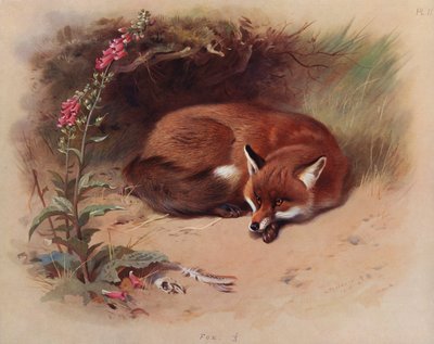 Zorro de Archibald Thorburn